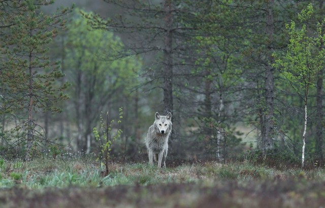 Wilki zmuszają stada zwierząt kopytnych do migracji. Dodatkowo eliminują słabsze osobniki, co wzmacnia zdrowie całego stada i zapobiega rozprzestrzenianiu chorób. Wbrew pozorom tylko 1 na 10 polowań wilka kończy się sukcesem, co sporo mówi o jego dużej cierpliwości i wytrwałości. Są bardzo samodzielnymi zwierzętami i nie potrzebują być dokarmiane przez człowieka - podaje WWF Polska.