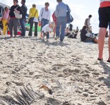 Dziwnów: W piasku na plaży rozkładają się martwe ptaki