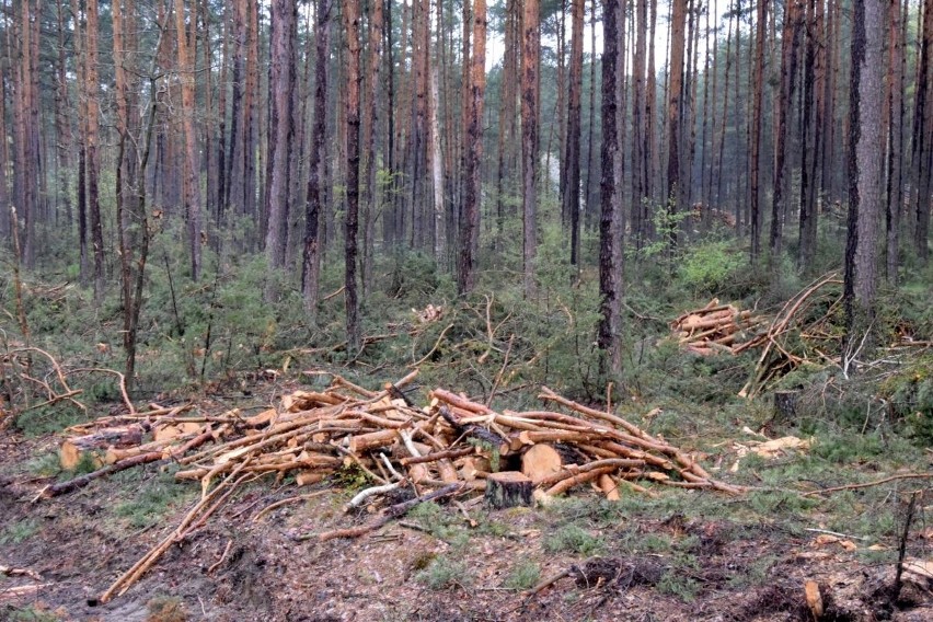 Wycinka drzew przy drodze do Borkowa. Czytelnicy alarmują: "To okropny widok". Zobaczcie zdjęcia