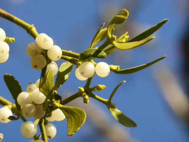 Owoce jemioły wyglądają jak perły, a liście są wiecznie zielone. Ta popularna ozdoba świąteczna ma kilka niezwykłych cech.