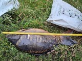 Nielegalny połów ryb w Turawie. Kłusownikowi grozi mu dwuletnia odsiadka