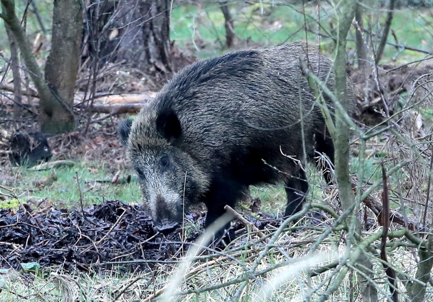 Dziki coraz bardziej niebezpieczne. Rządzą na Staroleśnej (i nie tylko) w Pilchowie [WIDEO, ZDJĘCIA]