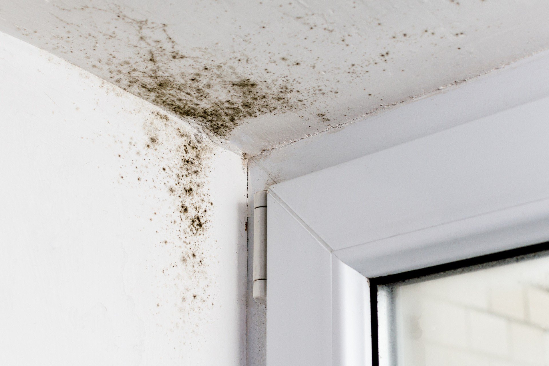 Jak się pozbyć grzyba ze ścian? Poznaj sprawdzone sposoby. Przyczyną  powstawania pleśni i grzybów najczęściej jest wilgoć | RegioDom