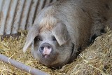O 20 milionów złotych więcej na walkę z afrykańskim pomorem świń