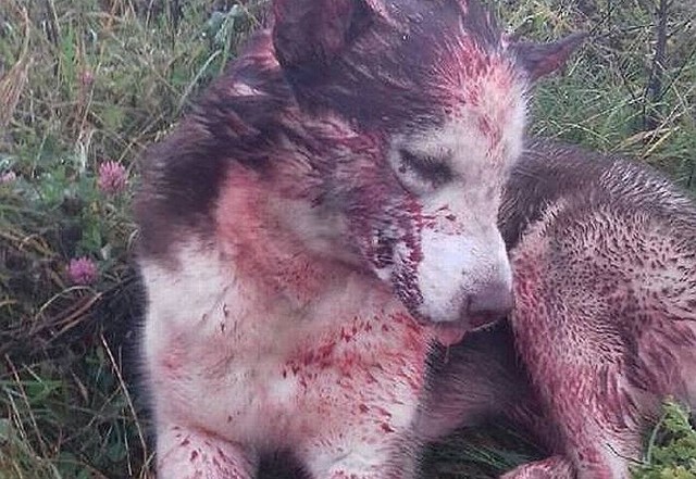 Zmasakrowana suczka została znaleziona dziś, 2 listopada, przez policjantów na ul. Kolejowej w Skwierzynie. Pomocy udzielili jej wolontariusze stowarzyszenia Zwierzaki Niczyje ze Skwierzyny, którzy następnie przewieźli ją do kliniki w Gorzowie Wlkp. 