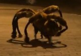 Pies-pająk SA Wardęgi najlepiej oglądanym filmem YouTube na świecie! (ZOBACZ)  