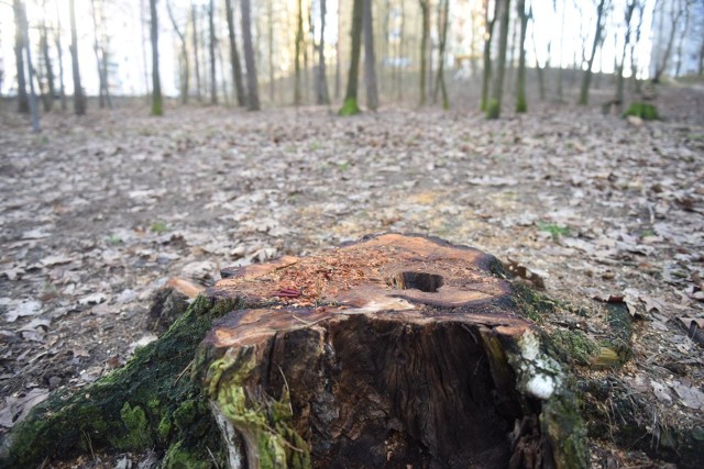 Kornik drukarz to maleńki chrząszcz, ma zaledwie 5 mm. Atakuje drzewa zwłaszcza w okresie suszy, gdy są osłabione.