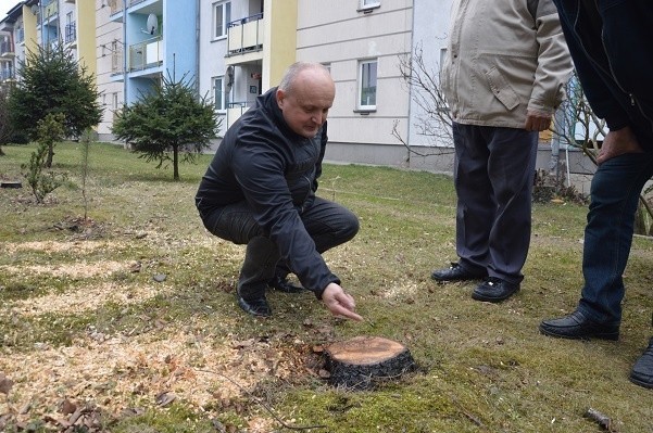 Nowy Sącz. Mieszkańcy bloków STBS nie zdążyli obronić drzew 