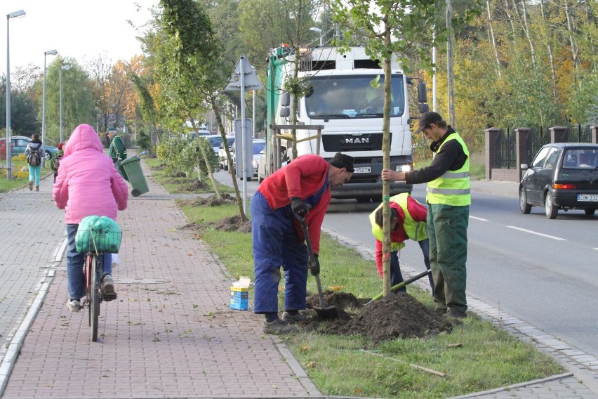 Nowa zieleń we Wrocławiu. Kilkadziesiąt tysięcy krzewów i drzew pojawi się w całym mieście