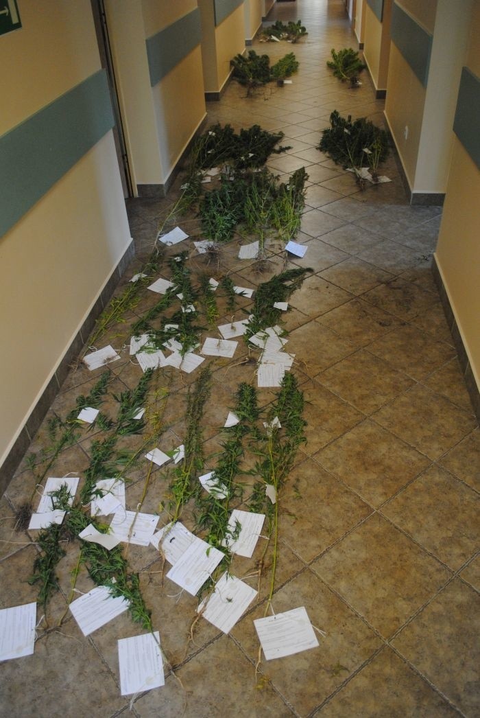 Pogranicznicy odnaleźli kilkadziesiąt nielegalnych roślin.