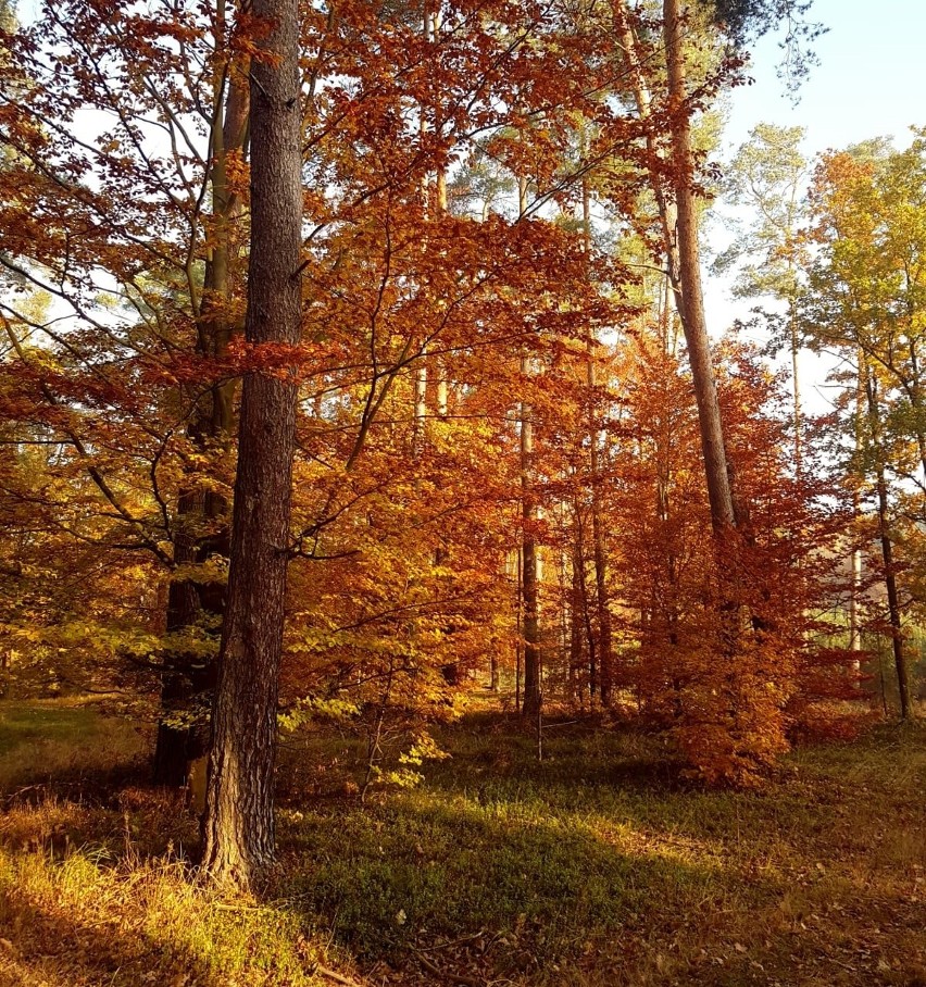 Jesienny las. Fot. Damian Gaweł