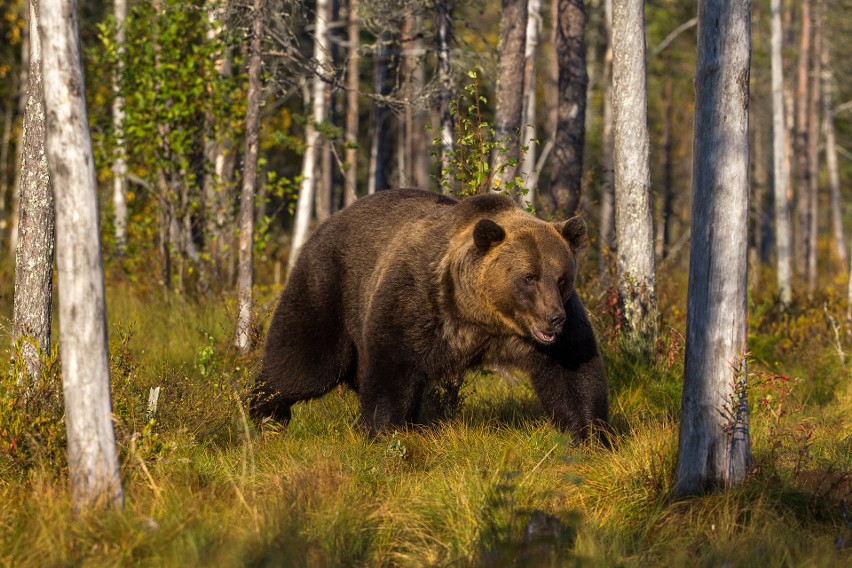 Finlandia. Niedźwiedź brunatny z tajgi.