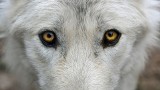 Dziki wilk z Białegostoku trafił na smyczy do Nadleśnictwa Krynki (wideo)