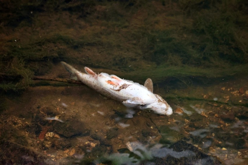 Kraków. Przyducha możliwą przyczyną śnięcia ryb w Wildze. "W ciągu kilku godzin wyłowiono 40 kg martwych ryb". Widok był przygnębiający