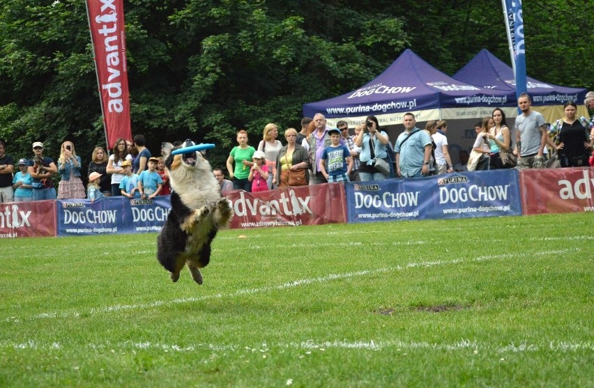 Zawody dogfrisbee czyli Dog Chow Disc Cup 2016 w parku...