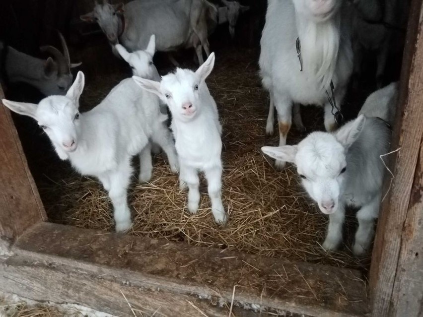 Lubelskie, Urzędów - "Oddam ostatniego koziołka, Koziołek...