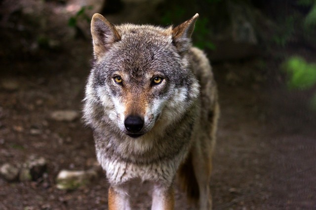 Coraz więcej wilków jest widzianych w lubuskich lasach.