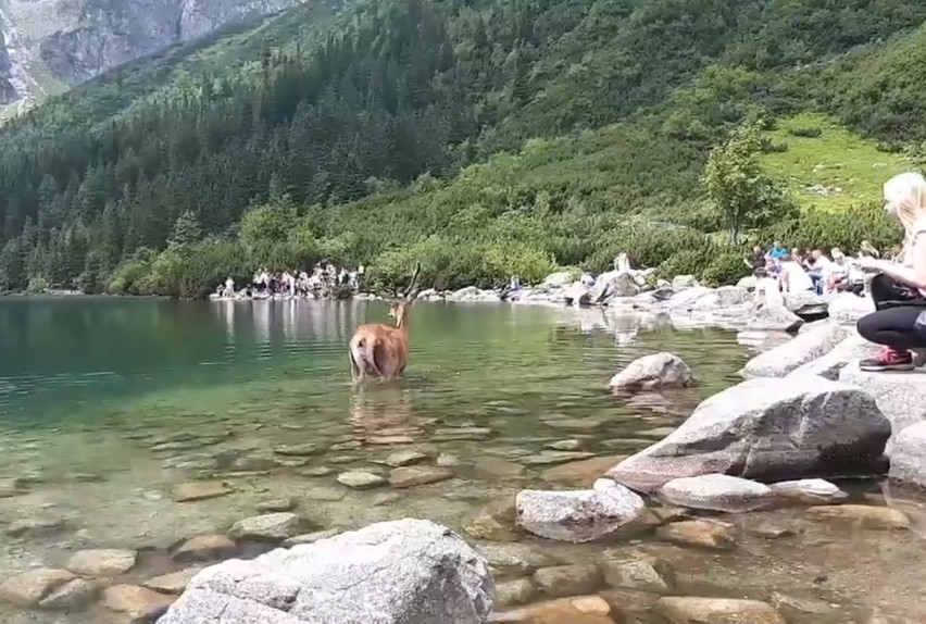 Tatry. W Morskim Oku jeleń nie boi się tłumu turystów [ZDJĘCIA]