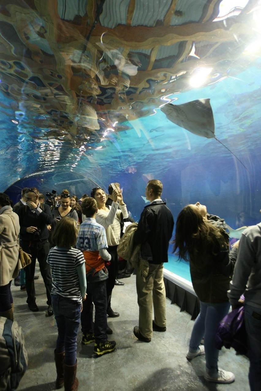 Tysiące wrocławian odwiedziły Afrykarium (ZDJĘCIA, BILETY, MAPY, DOJAZD, PARKOWANIE)