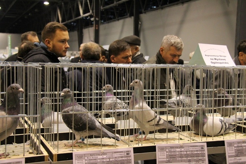 Okręgowa wystawa gołębi pocztowych w Silesia Expo w Sosnowcu