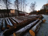 Krynica-Zdrój. Wycinka drzew w Parku Zdrojowym nie podoba się mieszkańcom. Pod topór poszły też zdrowe okazy? [ZDJĘCIA]