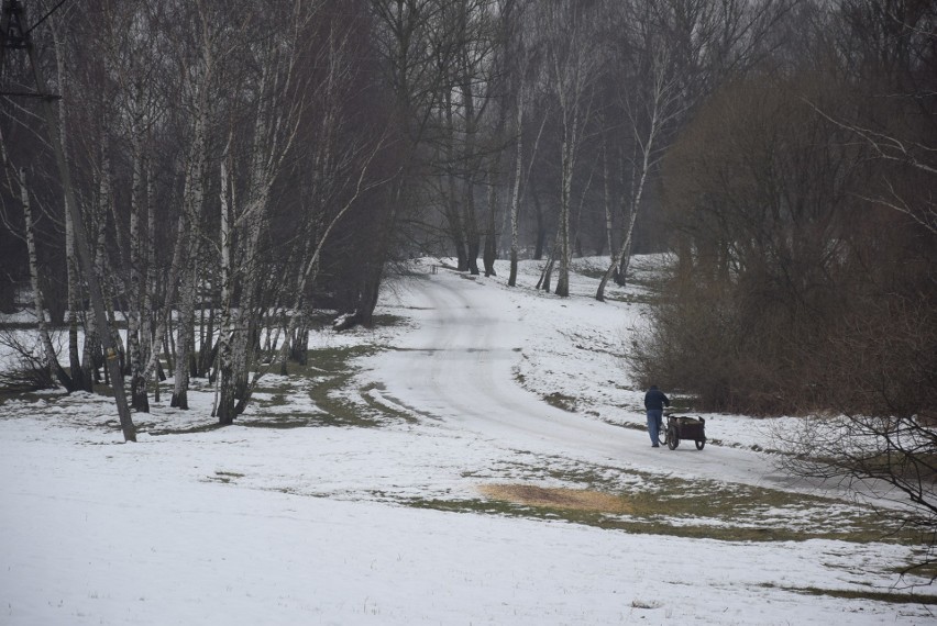 Oświęcim. Na Kamieńcu wycięto piękne drzewa. Tak powstaje Park Pojednania Narodów [ZDJĘCIA, WIZUALIZACJA]