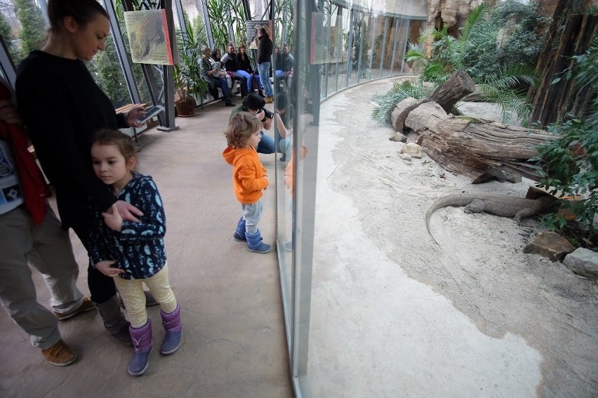 Stare Zoo: Po przebudowie otwarto wybieg dla waranów