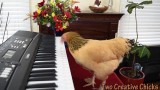 Ta kura jest bardzo utalentowana muzycznie. Zobacz jej niezwykły występ