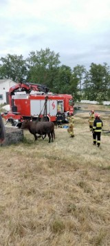 Nietypowa akcja strażaków. Wyciągali krowy z... szamba