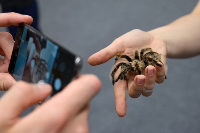 Wystawa egzotycznych pająków w Manufakturze zostanie otwarta w piątek 7 stycznia 2022.