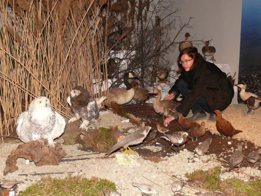Koordynator wystawy Beata Surdaj wśród ptactwa tundry.