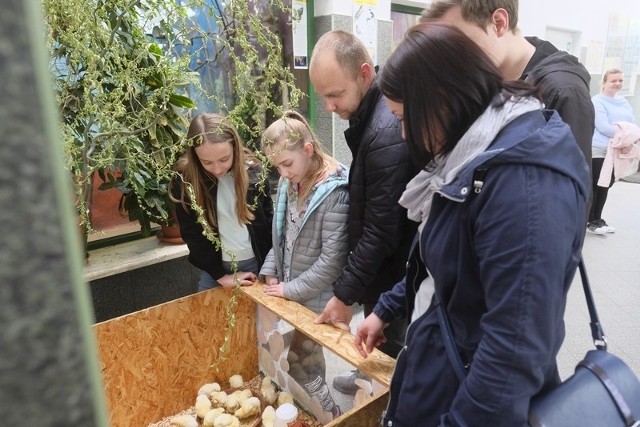 Przez całe święta w Toruniu otwarty był dla zwiedzających Ogród Zoobotaniczny. Dziś (22 kwietnia) można się tam wybrać do godziny 18. Specjalnie na czas Świąt Wielkanocnych w Ogrodzie Zoobotanicznym przygotowano dodatkową atrakcję - zagrodę z małymi kurczaczkami oraz wystawę jaj różnych gatunków ptaków, które można zobaczyć w ptaszarni.Stop Agresji Drogowej, odcinek 7. Włos się jeży na głowie!