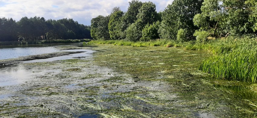 Wielki Kanał Brdy w Barłogach został zanieczyszczony...