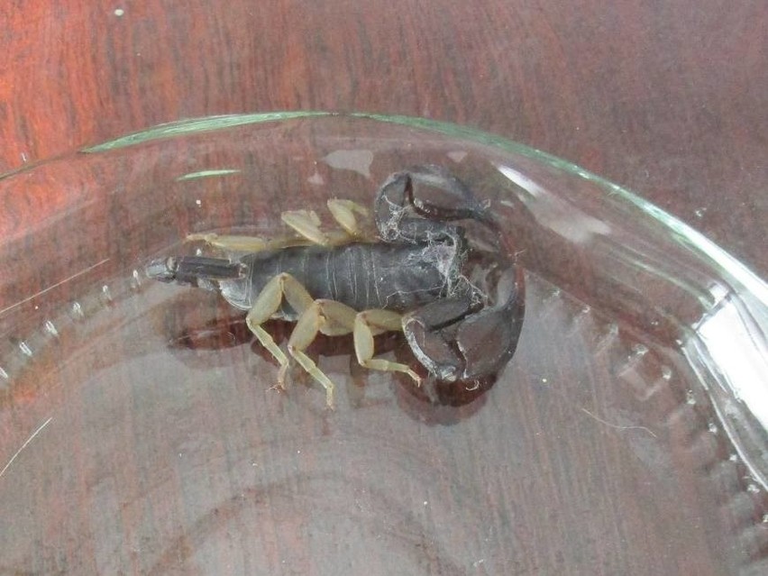 Koło targowiska w Kościerzynie znaleziono... skorpiona! [ZDJĘCIA]