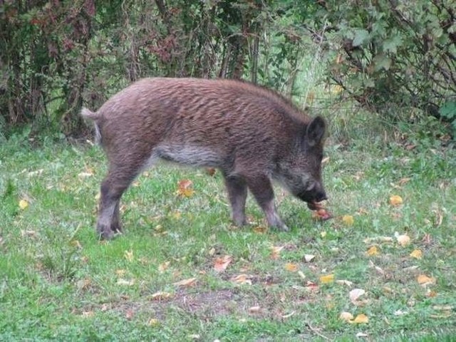 Strefa czerwona (obszar objęty ograniczeniami) obejmuje powiaty: sejneński, augustowski, sokólski i białostocki strefa żółta (obszar ochronny) obejmuje pow.: suwalski, moniecki, wysokomazowiecki, siemiatycki, bielski i hajnowski