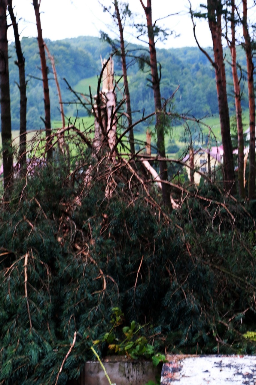 Piwniczna. 40 sekund horroru. Dobę po katakliźmie zniszczony las przeraża [ZDJĘCIA]