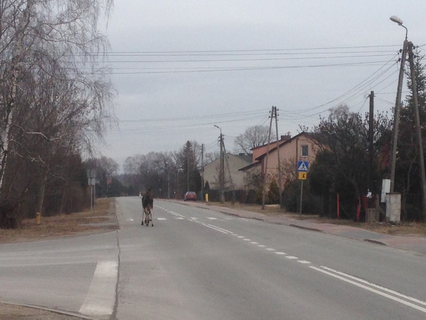 Dwa łosie spacerują po drodze w Dąbrowie Górniczej Tucznawie
