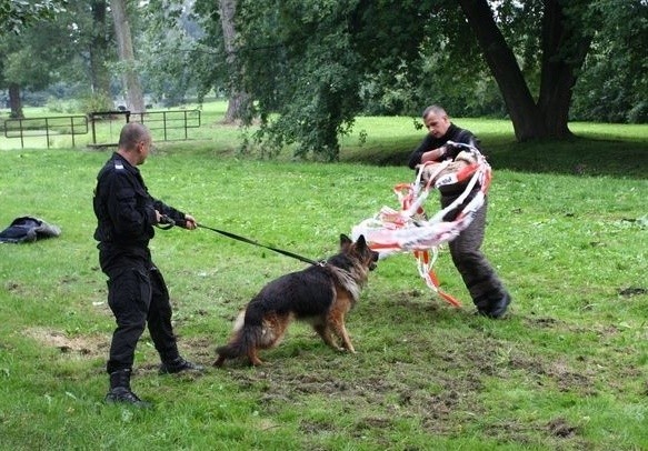 Szkolenie psów służbowych (zdjęcia)