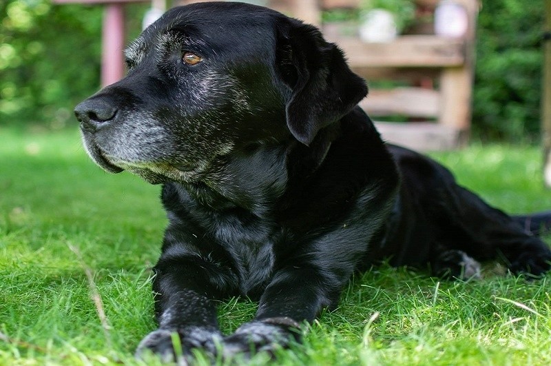 Blacky po 13 latach przechodzi na emeryturę