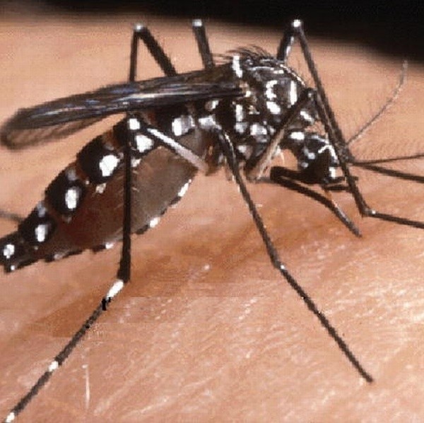 Ukąszenia komarów w naszej szerokości geograficznej nie niosą ryzyka poważnych chorób. Potrafią być jednak bardzo dokuczliwe.