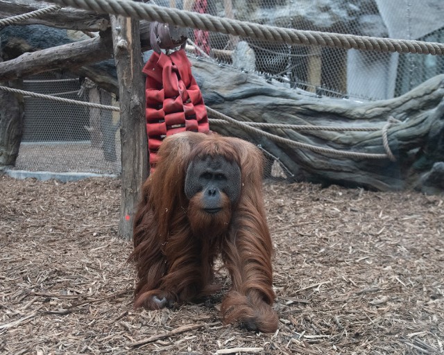 W strefie Wysp Sundajskich są czytane informacje o Budim, jednym z trzech orangutanów.
