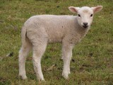 18 owiec na 1,5 - metrowej przyczepie! Kara dla dręczyciela - mandat