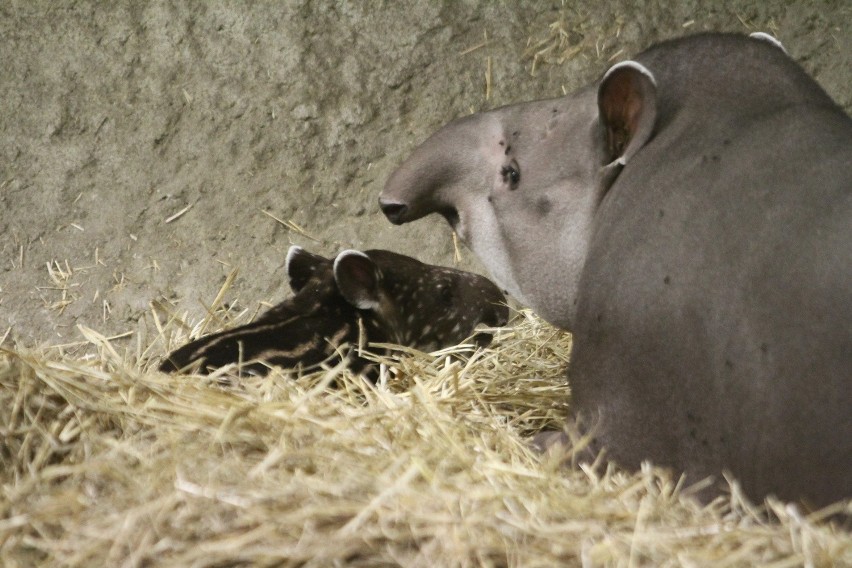 Mała tapirka od poniedziałku (5 października) nosi imię...