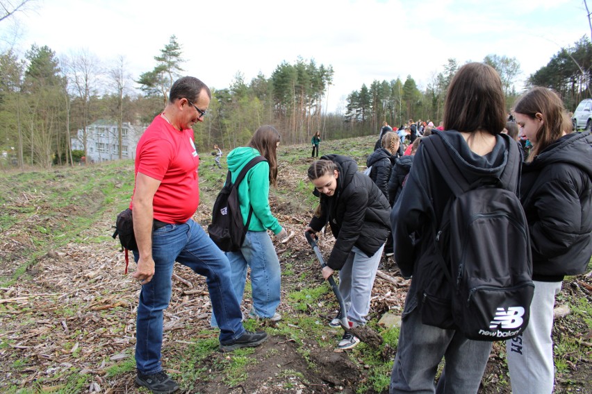 Uczniowie w Pogorzycach posadzili nowy las