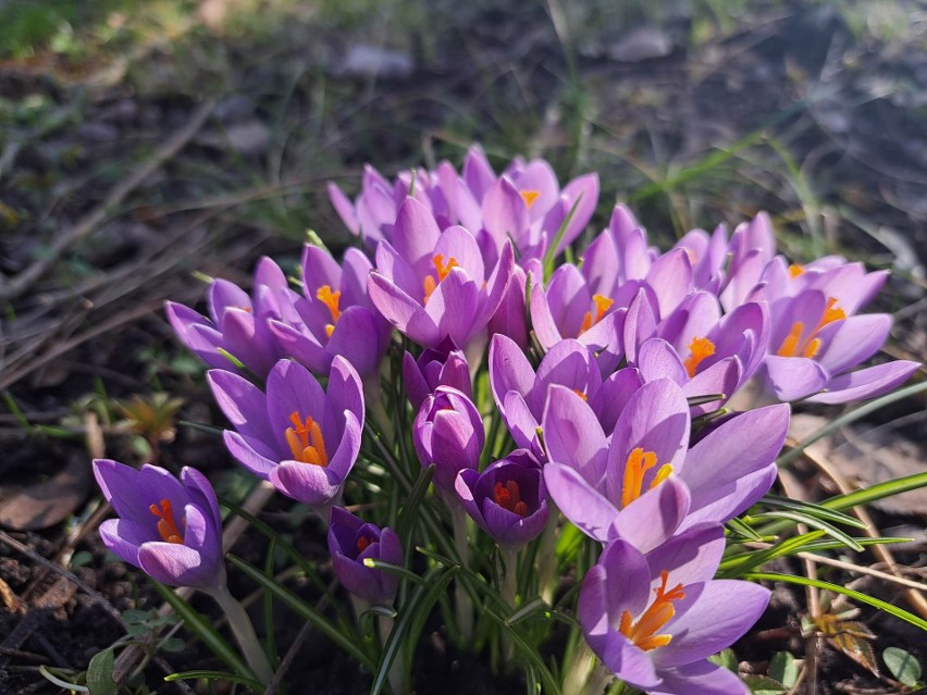 1 marca rozpoczęła się meteorologiczna wiosna