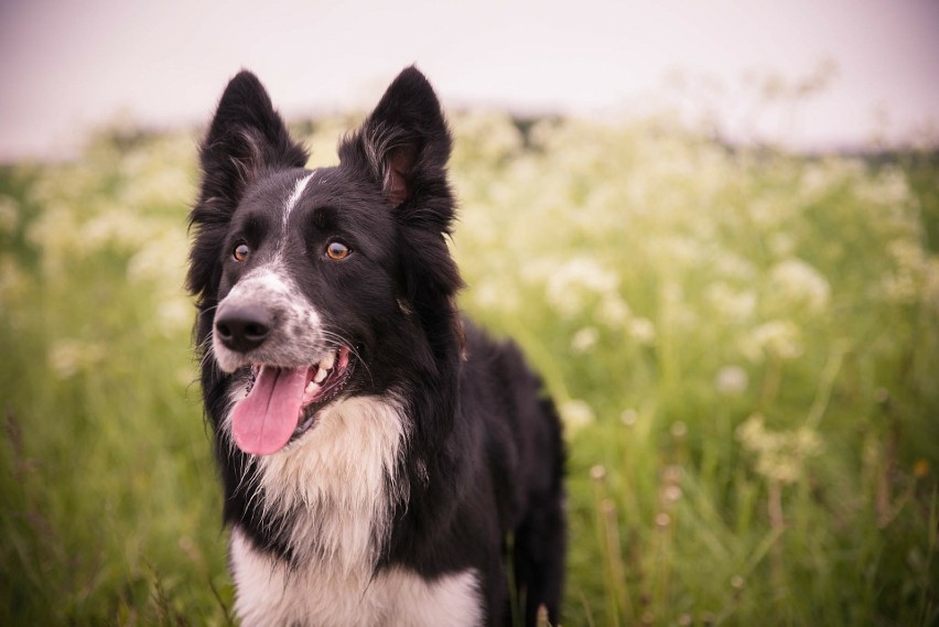 Border collie to pies niezwykle inteligentny, w pełni oddany...