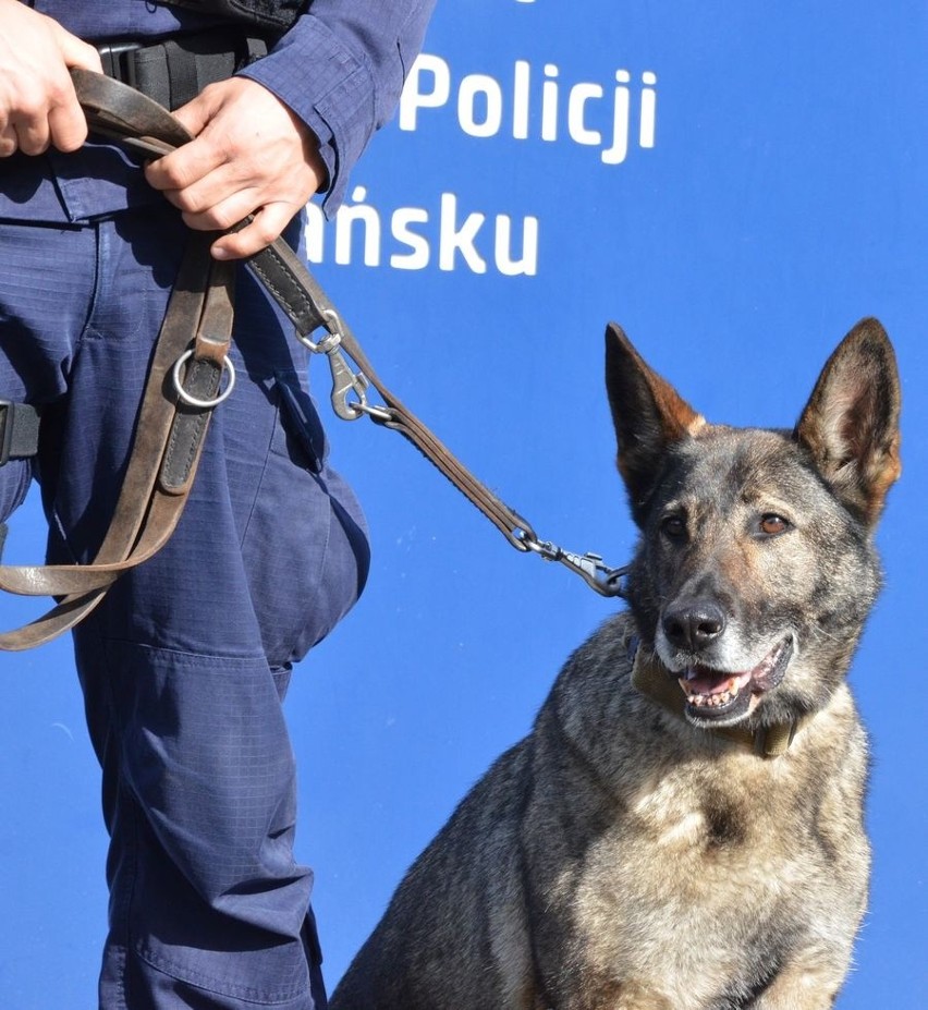 Psi emeryt z Gdańska. Luna kończy swoją pracę w policji