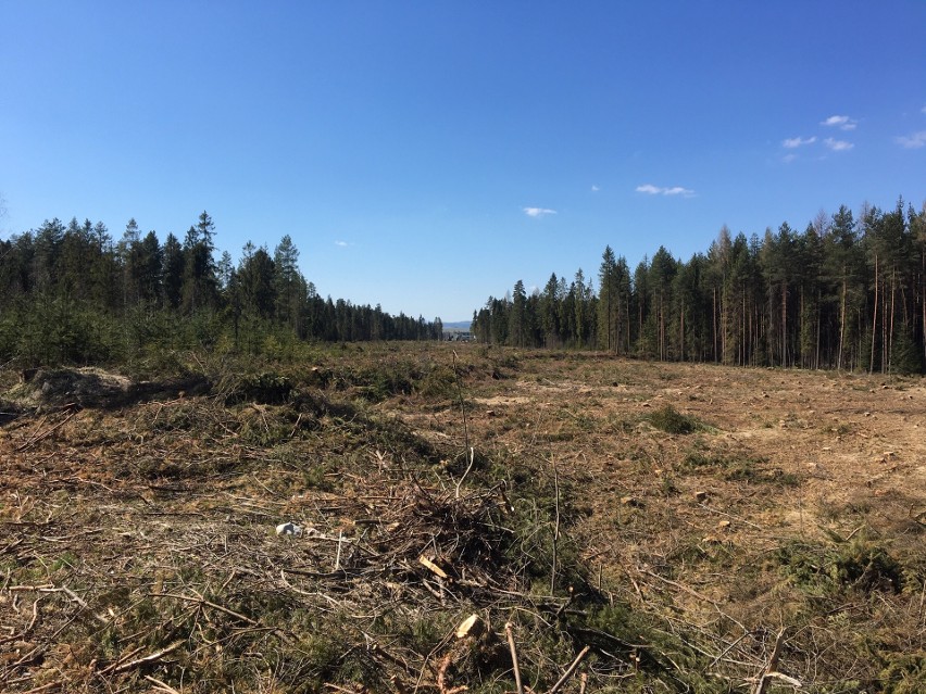 Nowy Targ: Leśnicy boją się, że w Borze Kombinackim może dojść do gigantycznego pożaru