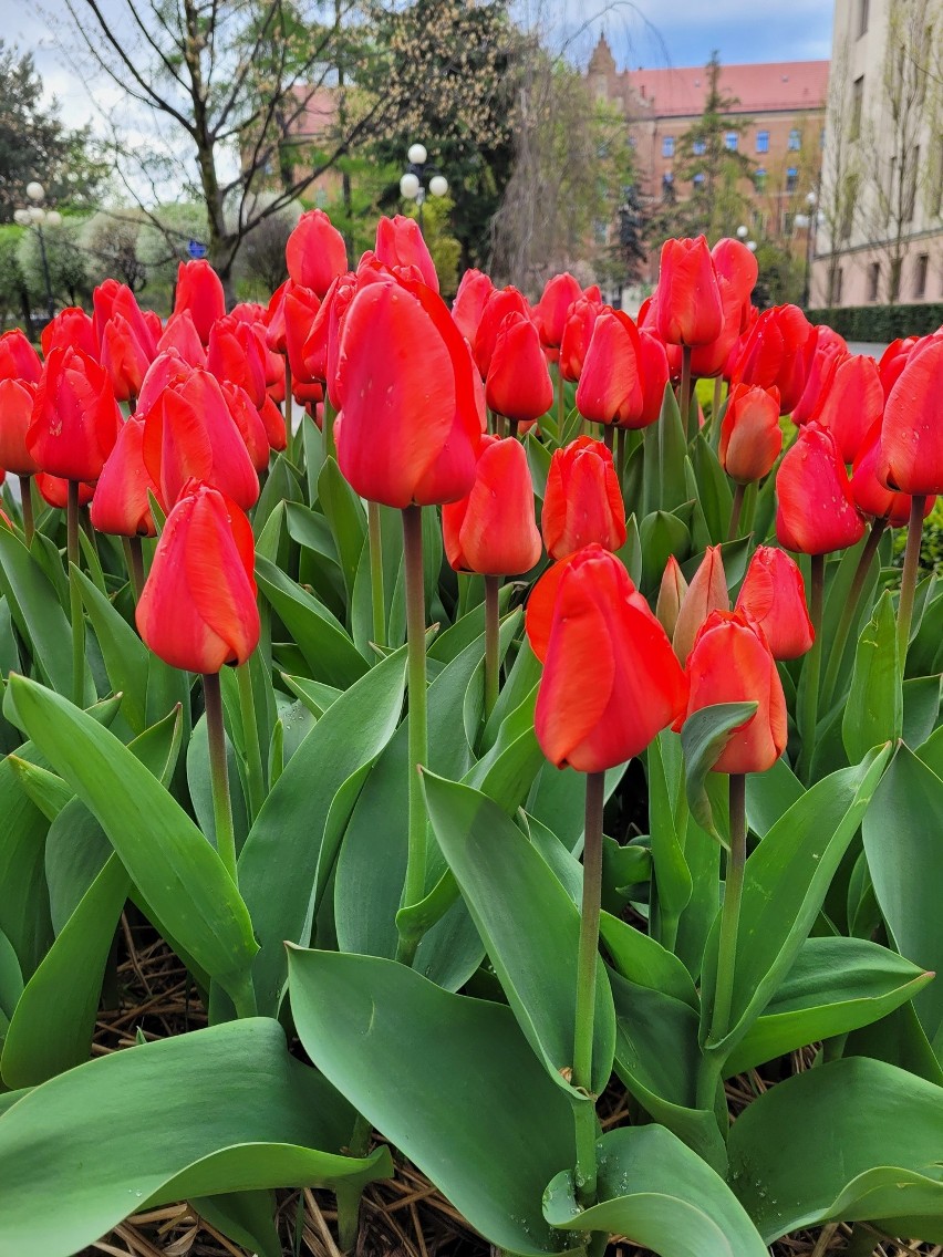 Tulipany i inna roślinność na kampusie AGH w Krakowie