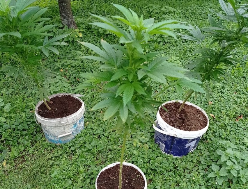Na działce policjanci znaleźli osiem krzewów marihuany w...